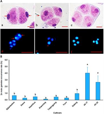 Unreduced Male Gamete Formation in Cymbidium and Its Use for Developing Sexual Polyploid Cultivars